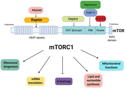 Frontiers | MTORC1 As A Regulator Of Mitochondrial Functions And A ...